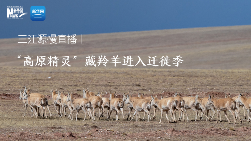 三江源慢直播——“高原精靈”藏羚羊進入遷徙季