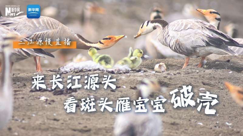 “萌主”當家丨來長江源頭，看斑頭雁寶寶破殼