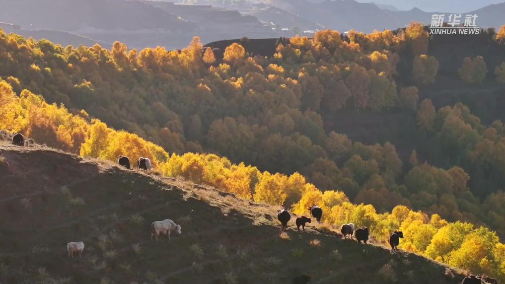 青海循化：水天一色 層林盡染